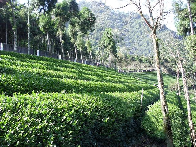 允元茶葉,允一杯茶,領一紀元