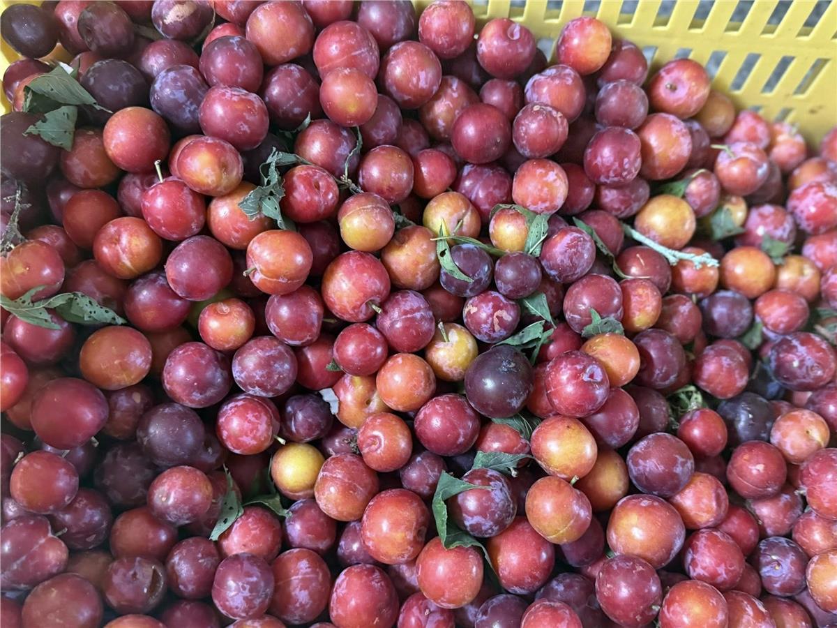阿里山好吃的李子已進入尾聲